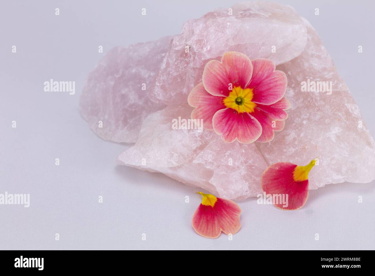Flower Petal Rocks Studio photograph of a flower hi-res stock photography and images - Alamy