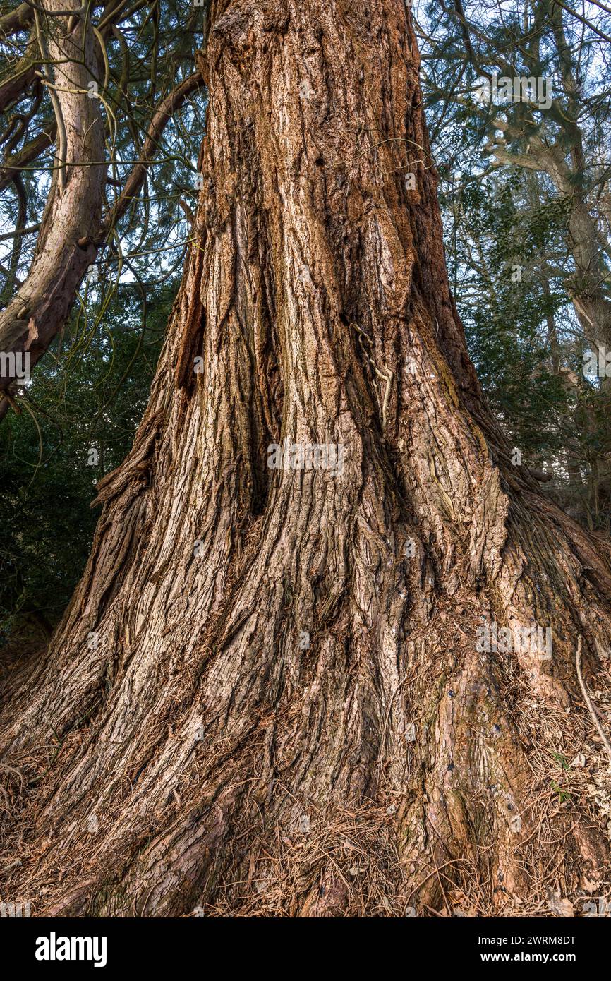 The trunk of a giant sequoia (Sequoiadendron giganteum, Giant Redwood) growing in a Victorian arboretum in Presteigne, mid Wales. A 'notable' tree Stock Photo