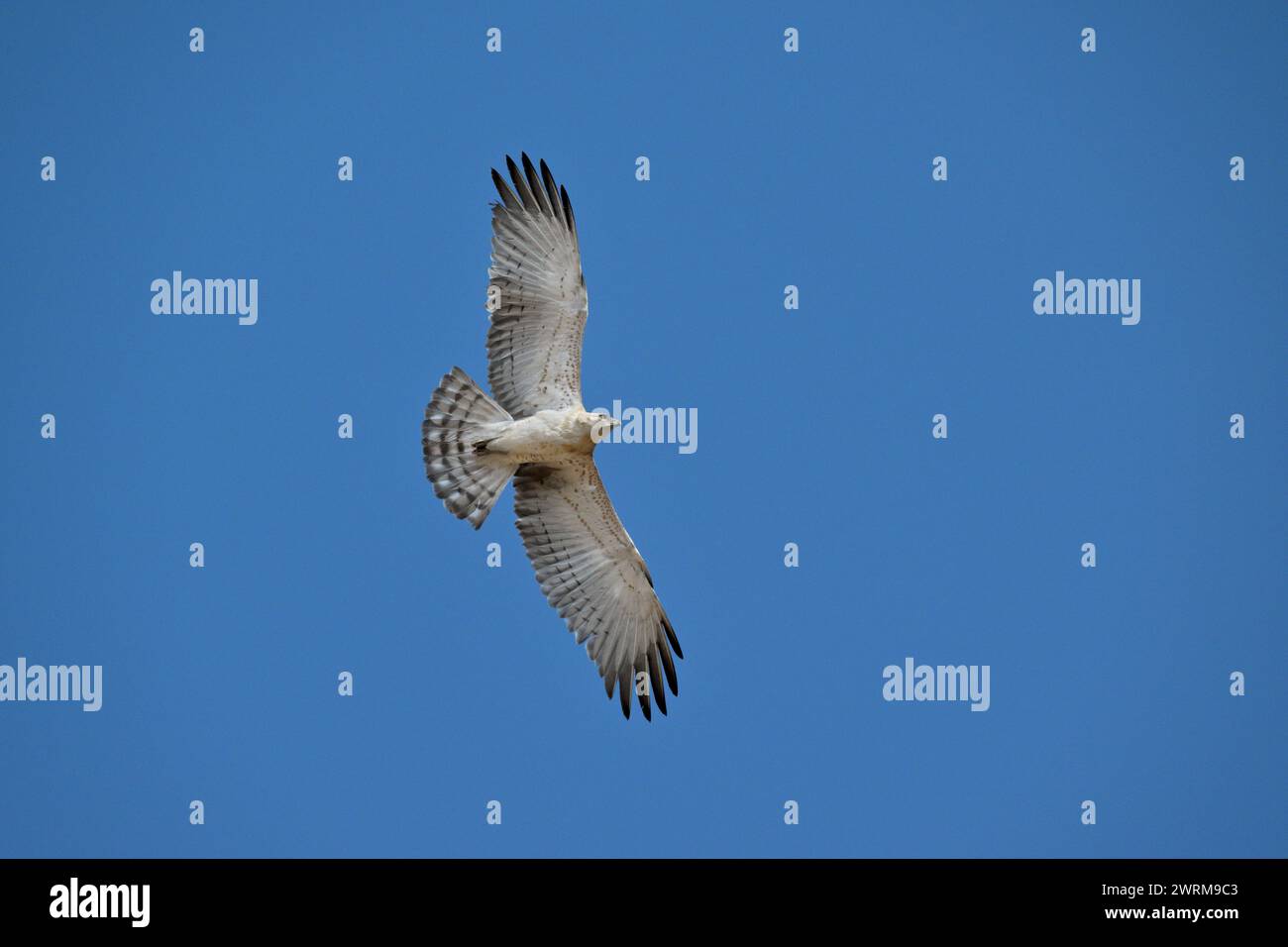 Short-toed Eagle - Circaetus gallicus Stock Photo