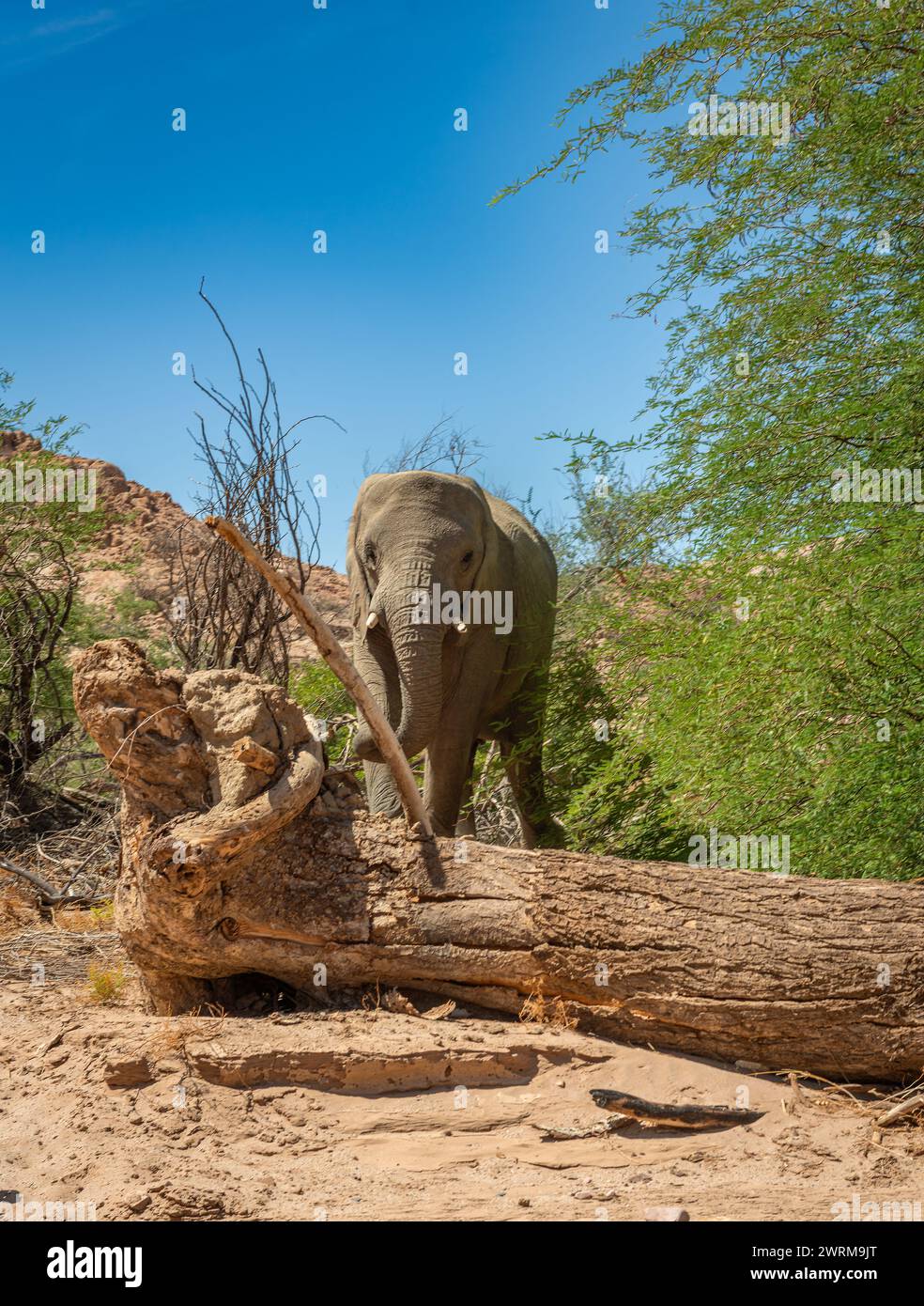 Desert elephant on the banks of the dry Ugab river, Namibia Stock Photo