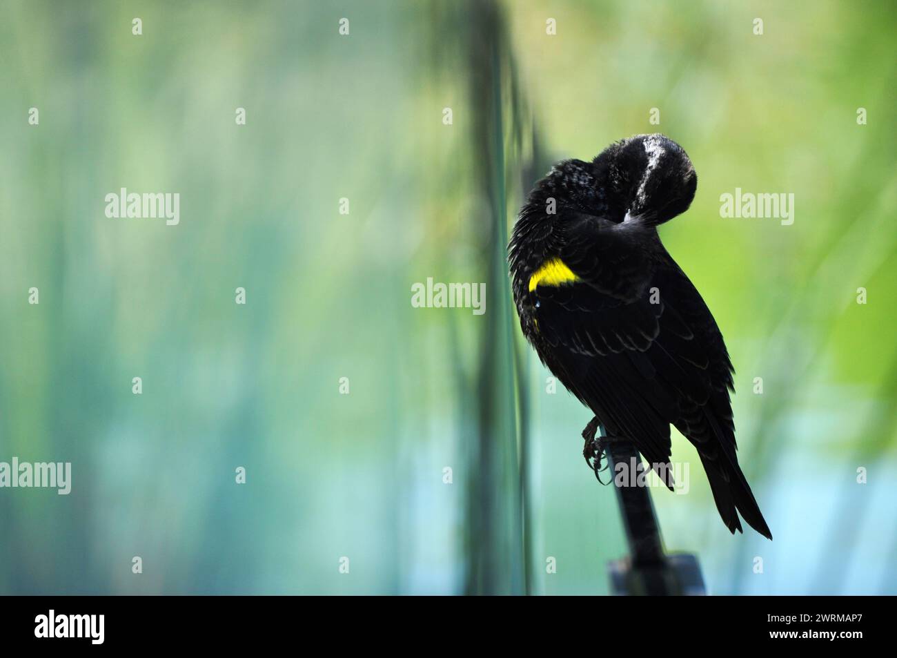 Beautiful male trile bird preening Stock Photo - Alamy