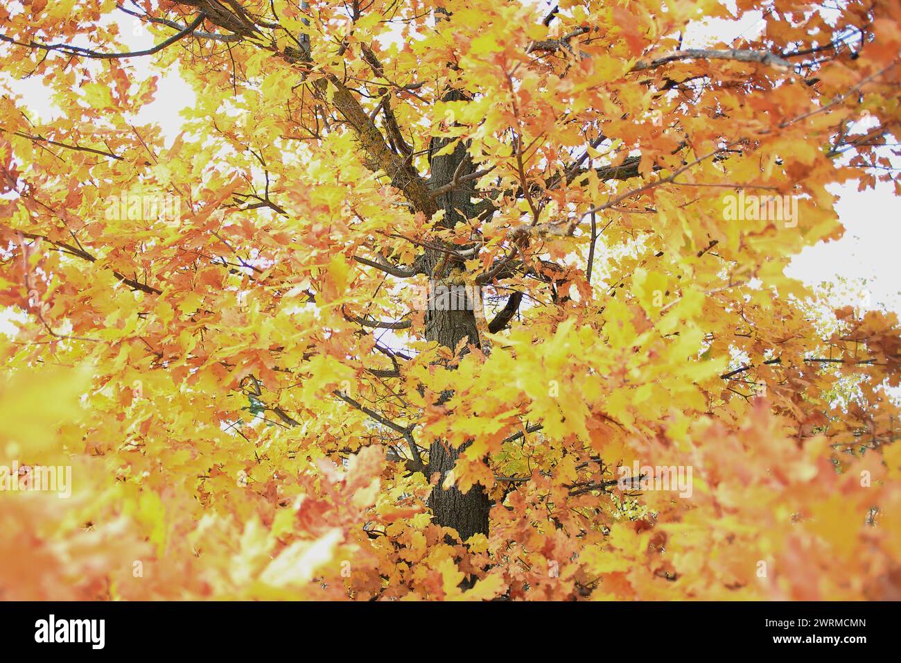 A vibrant autumn tree bursting with golden yellow leaves against a soft ...