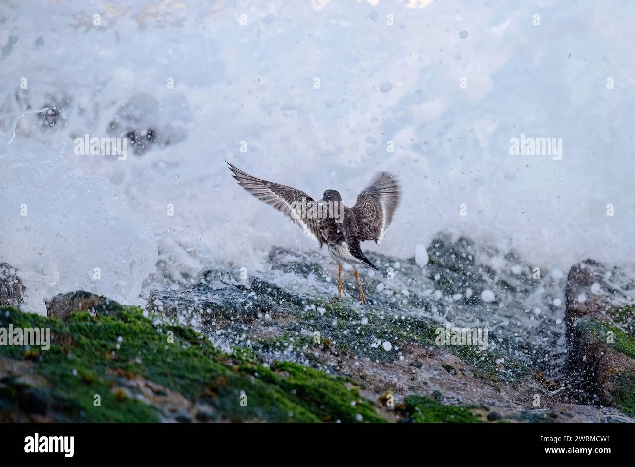 In a dynamic display, a dusky sandpiper spreads its wings, ready to take flight amidst a burst of sea spray on a rocky coast Stock Photo