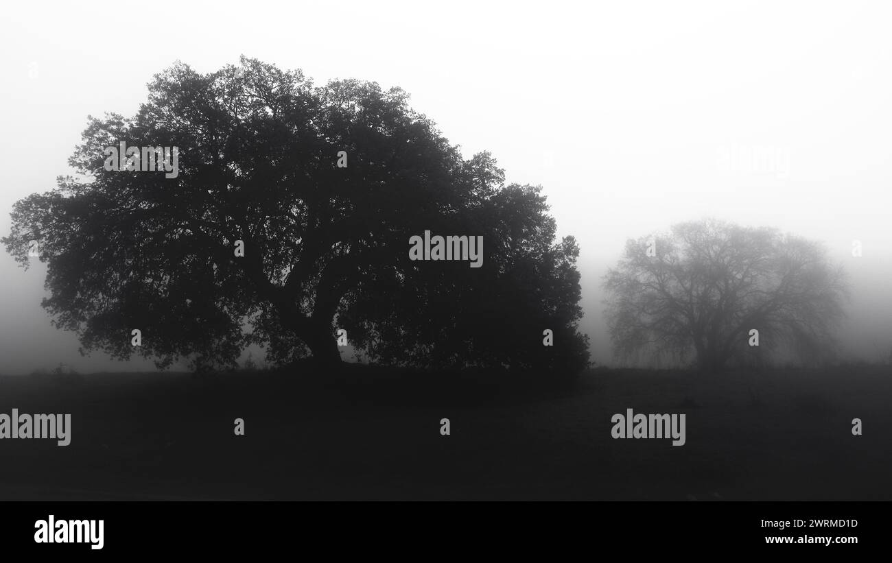 Black and white landscape with fog hi-res stock photography and images ...