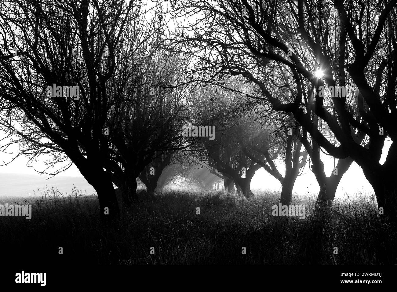 A serene monochromatic landscape capturing the ethereal beauty of a foggy walnut forest with sunlight piercing through the branches. Stock Photo