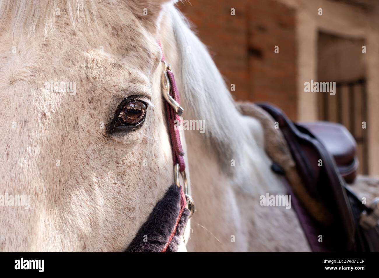 A detailed close-up of a white horse's face focusing on its thoughtful eye, adorned with a bridle and reins. Stock Photo