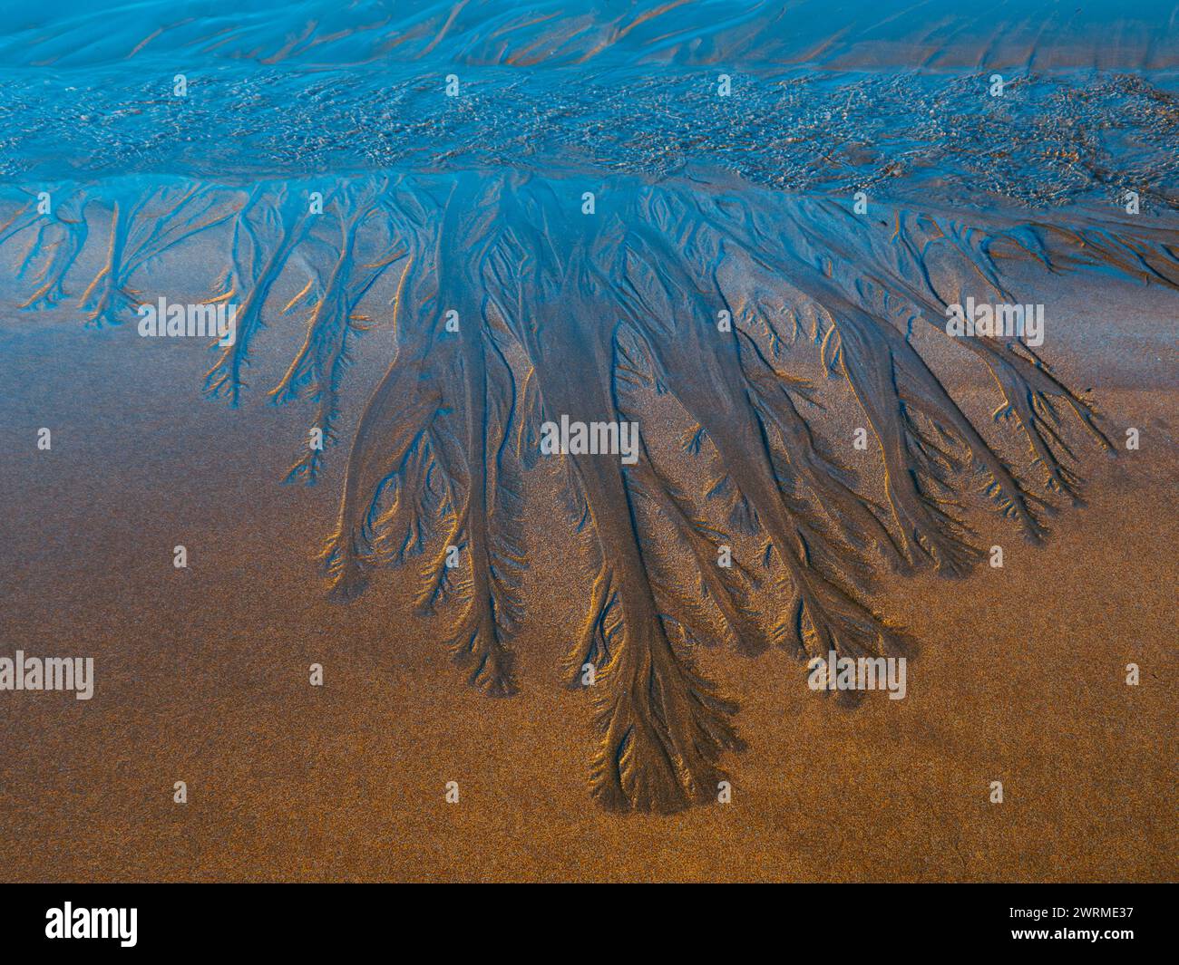 Sand patterns resembling tree branches created by water on the beach of ...