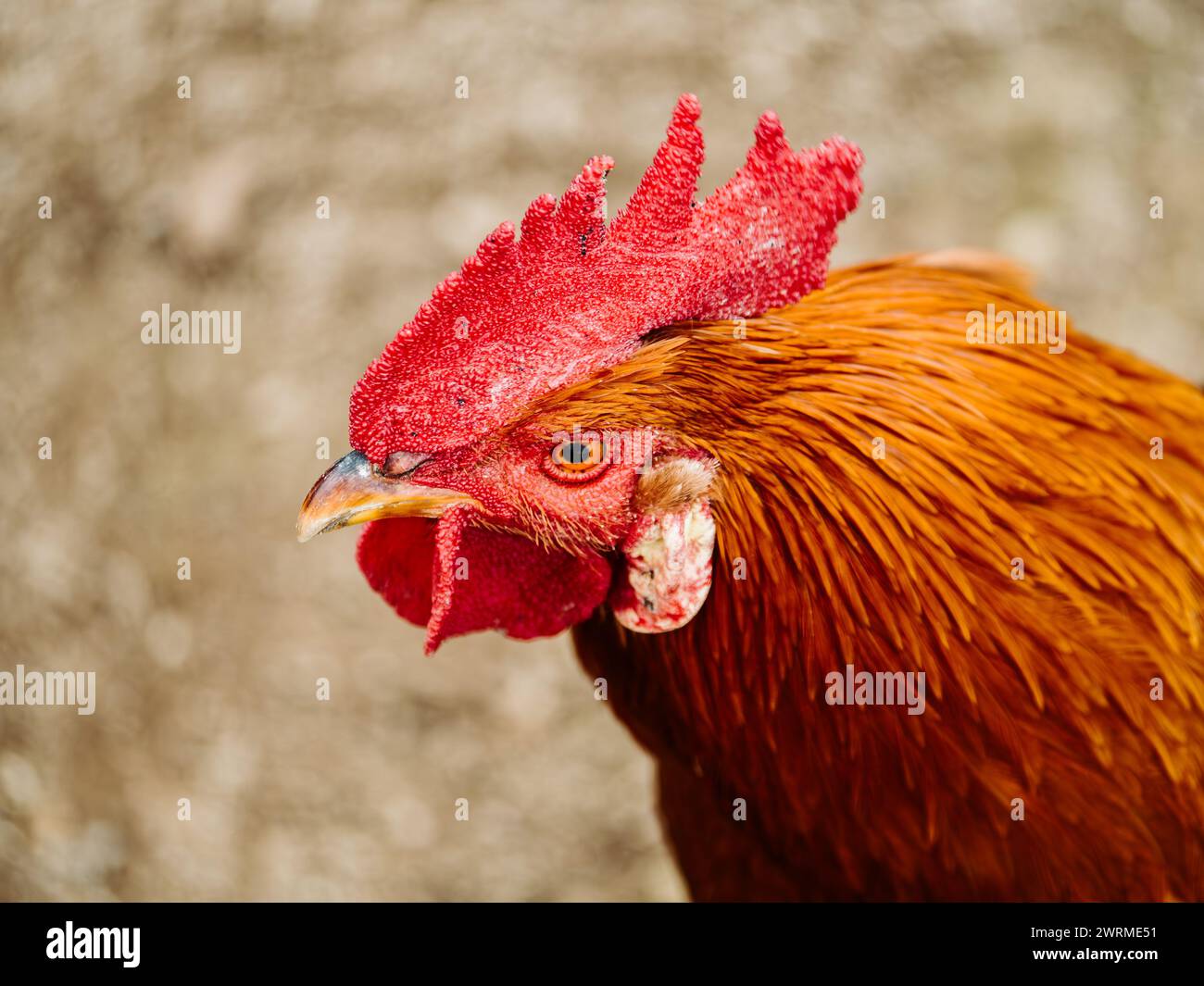 A very large Brahma chicken with an arco red comb on its head and