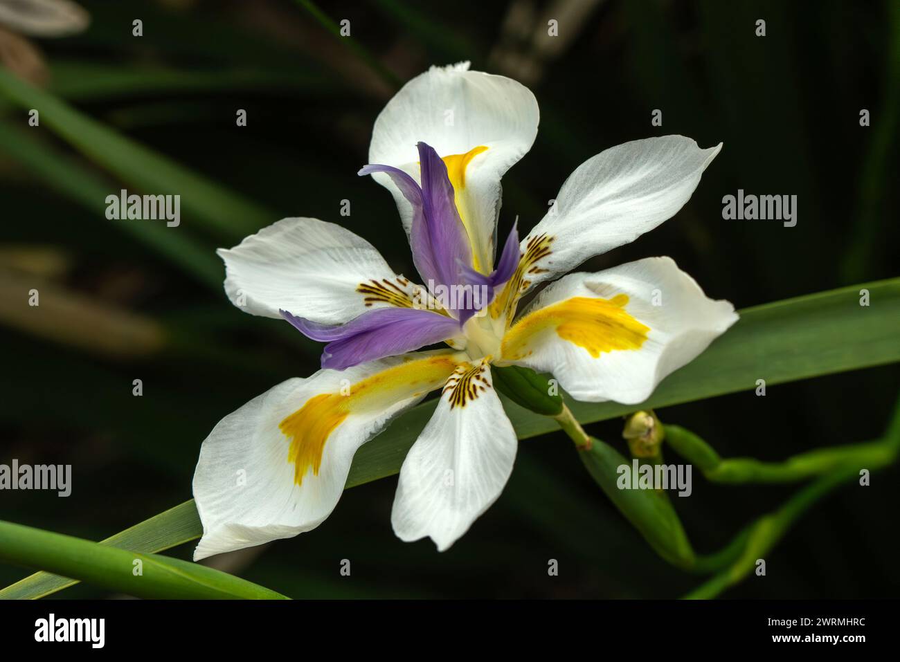 Dietes grandiflora a native South African summer evergreen flowering plant with a violet and yellow summertime flower commonly known as fortnightly li Stock Photo