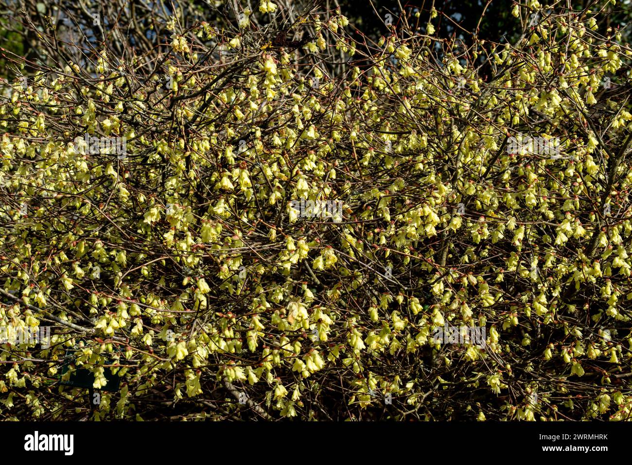 Corylopsis pauciflora an early spring flowering shrub plant with a primrose yellow springtime flower commonly known as winter hazel, stock photo image Stock Photo