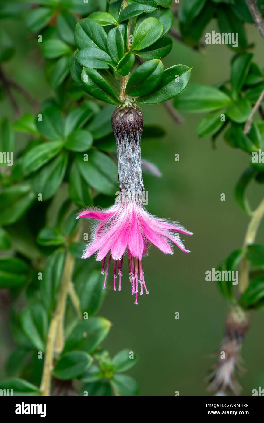 Barnadesia caryophylla a native South American temperate shrub plant with a pink red flower, stock photo image Stock Photo