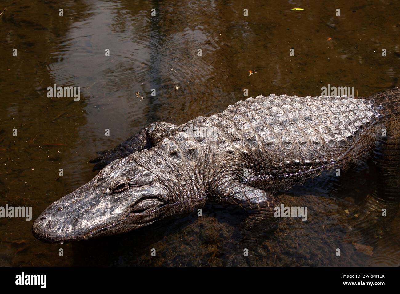 A Florida alligator swimming in the clear waters of the Crystal Springs River at the Ellie
