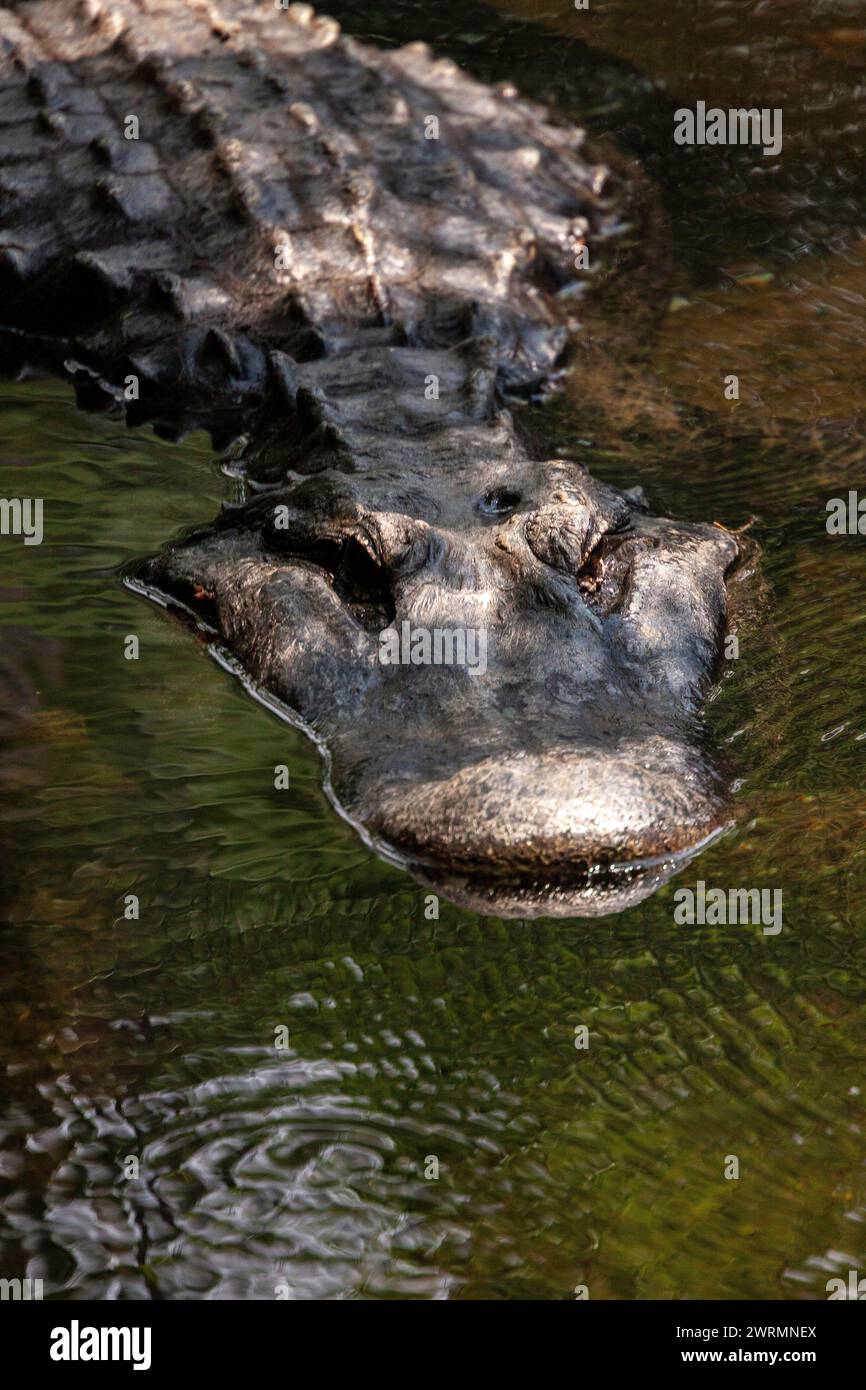 A Florida alligator swimming in the clear waters of the Crystal Springs River at the Ellie