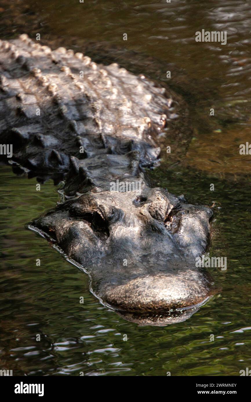 A Florida alligator swimming in the clear waters of the Crystal Springs River at the Ellie