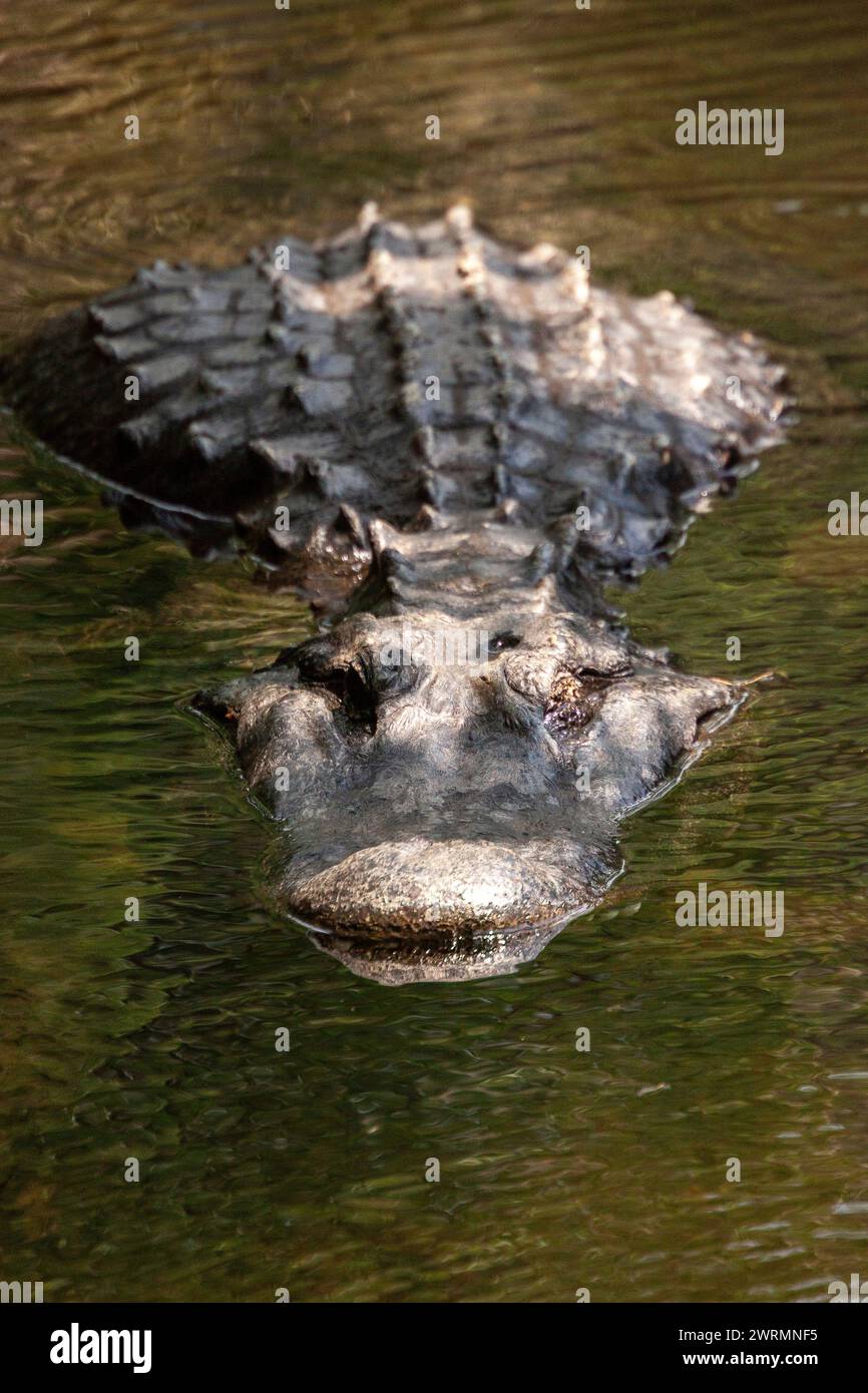A Florida alligator swimming in the clear waters of the Crystal Springs