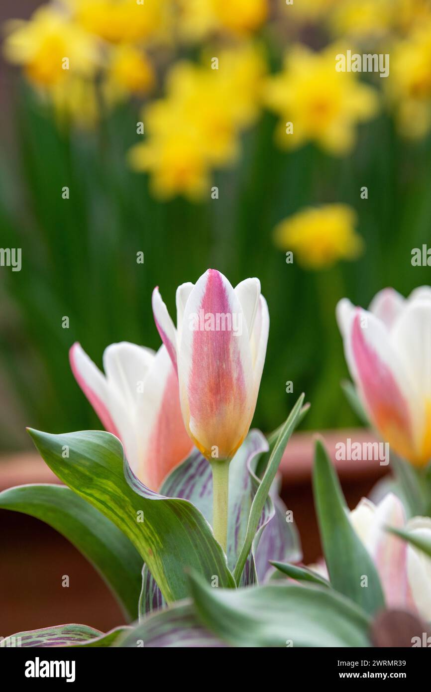 Tulipa. Tulip Water Lily flowers in a plant pot in march. UK Stock Photo