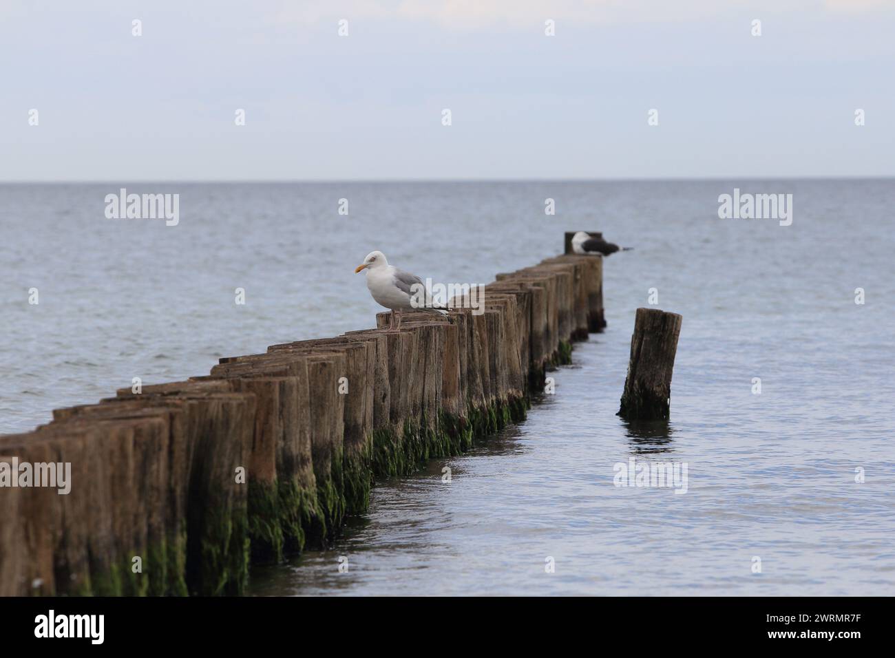 The European herring gull (Larus argentatus) is a large gull. One of the best known of all gulls along the shores of western Europe, it was once abund Stock Photo