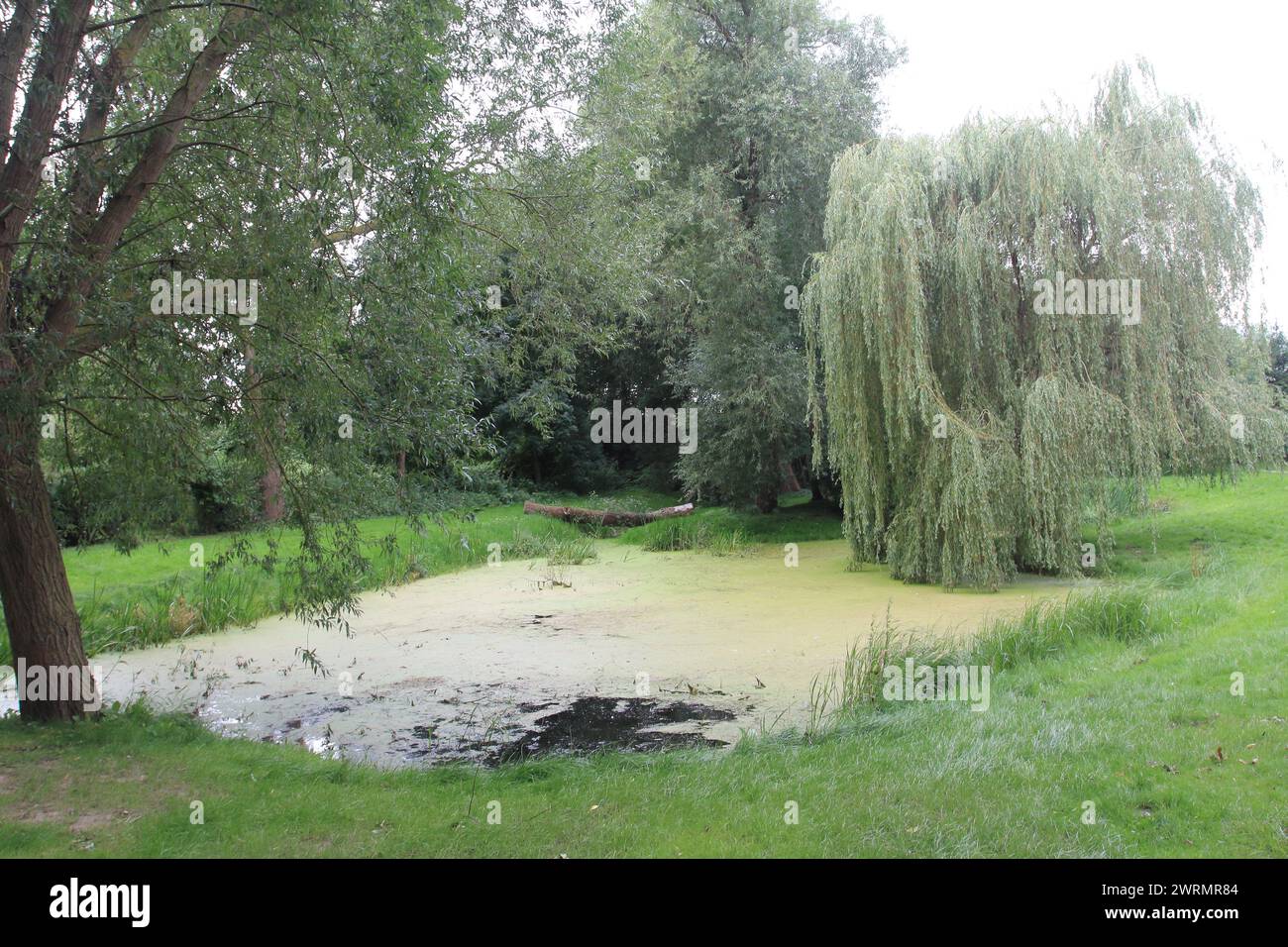 Small pond tree lined hi-res stock photography and images - Alamy