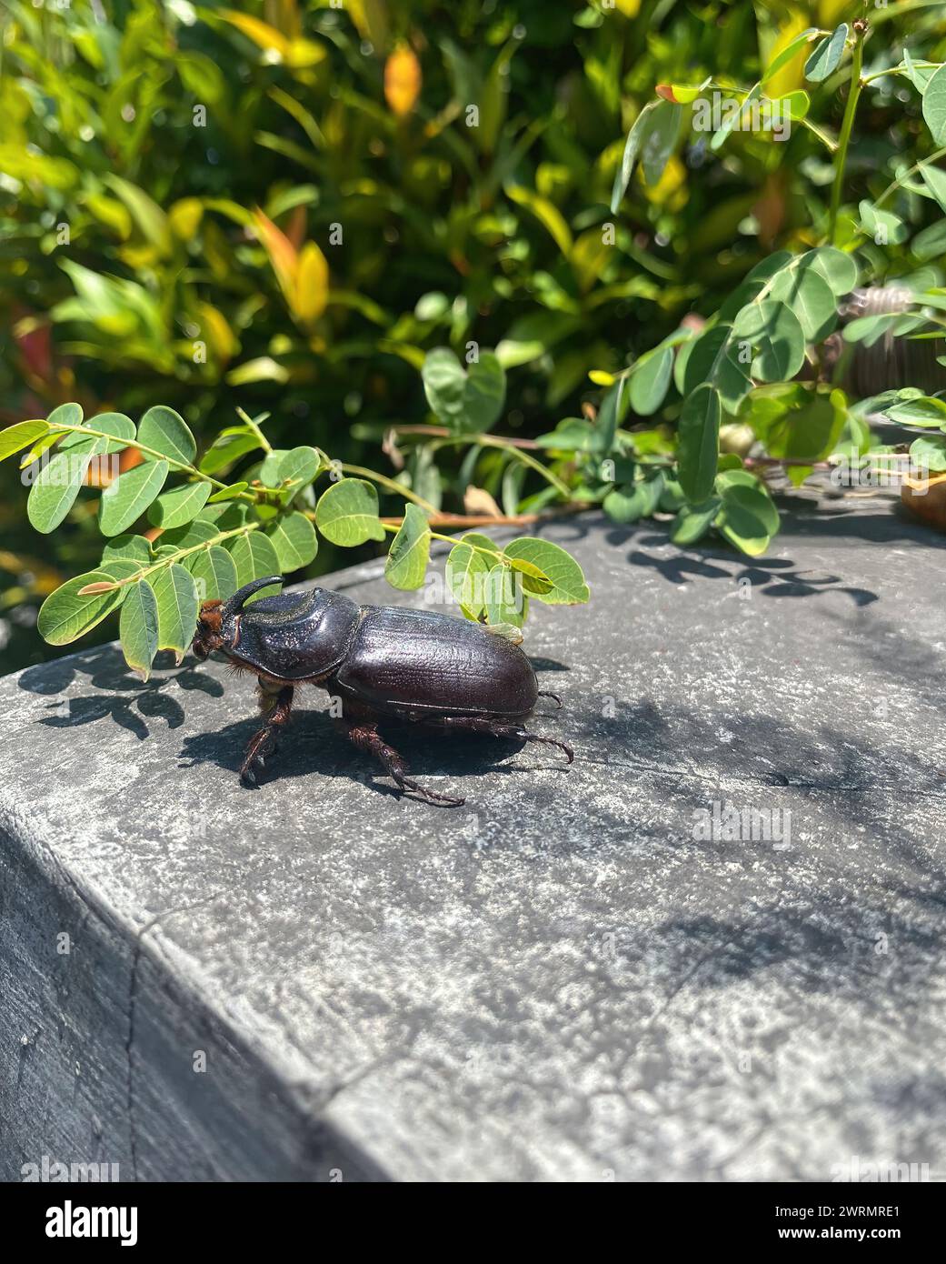 Rhinoceros beetle on post with vegetation in Bali Stock Photo