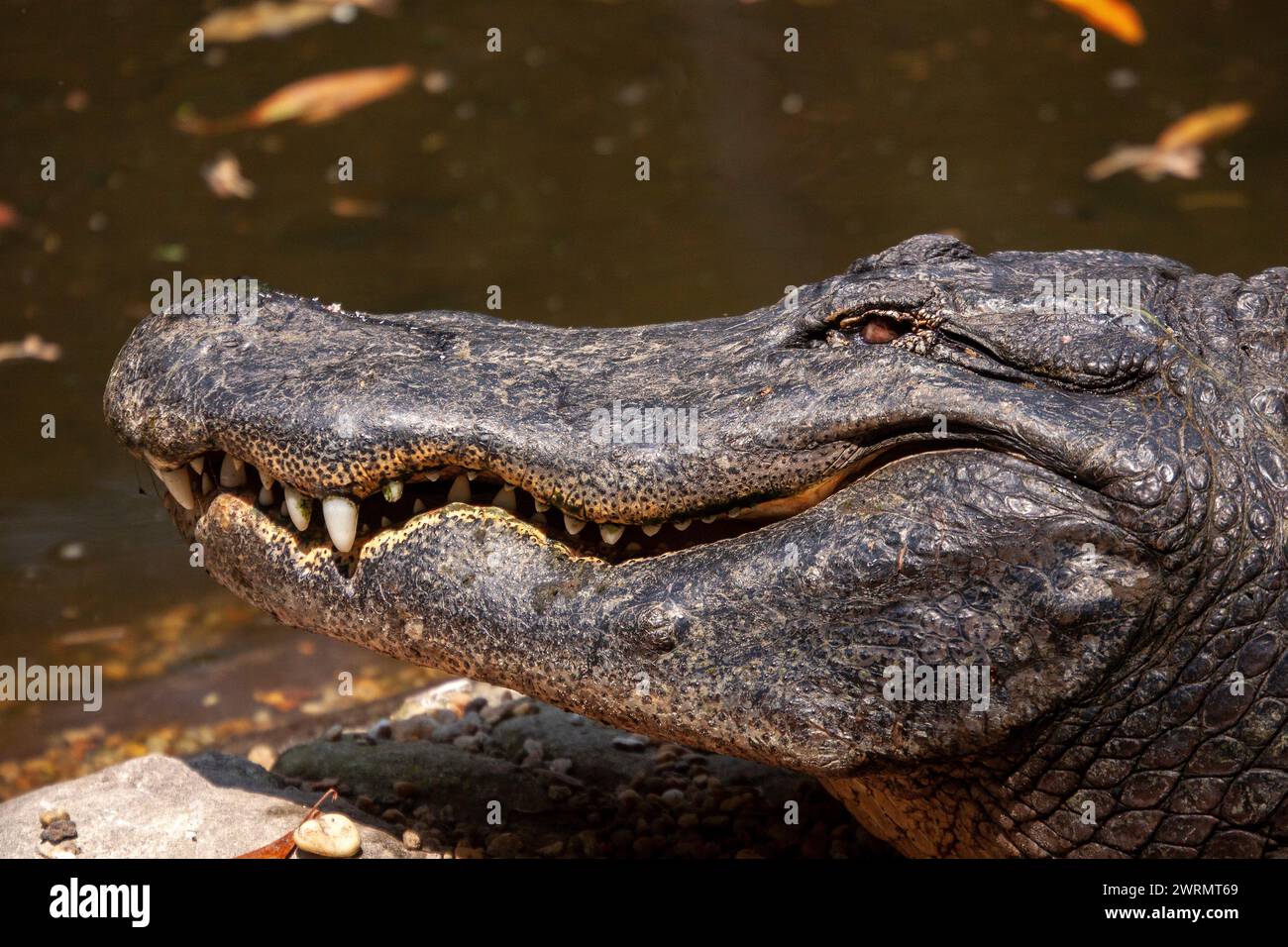 A Florida alligator basks in the sun at the Ellie Schiller Homosassa Springs Wildlife State Park in Homosassa Springs, Florida. Stock Photo