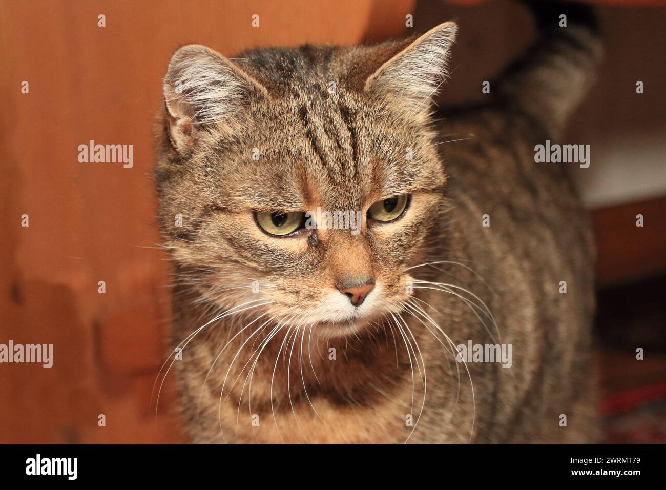 The domestic cat (Felis silvestris catus or Felis catus) is a small, typically furry, carnivorous mammal. They are often called house cats Stock Photo
