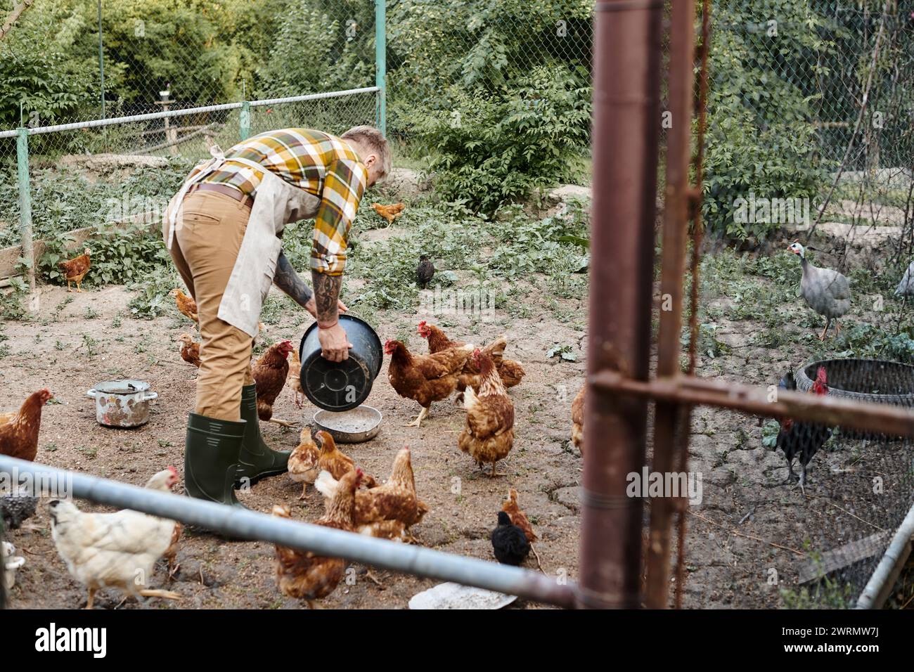 appealing hardworking man with tattoos feeding chickens in their aviary while on his farm Stock Photo