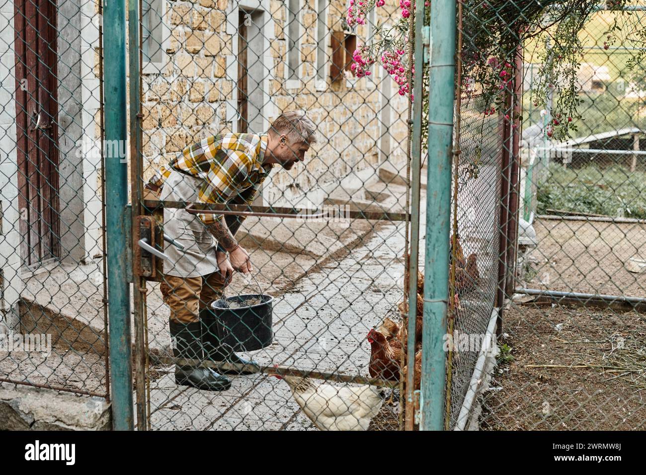 attractive hardworking man with tattoos feeding chickens in their aviary while on his farm Stock Photo