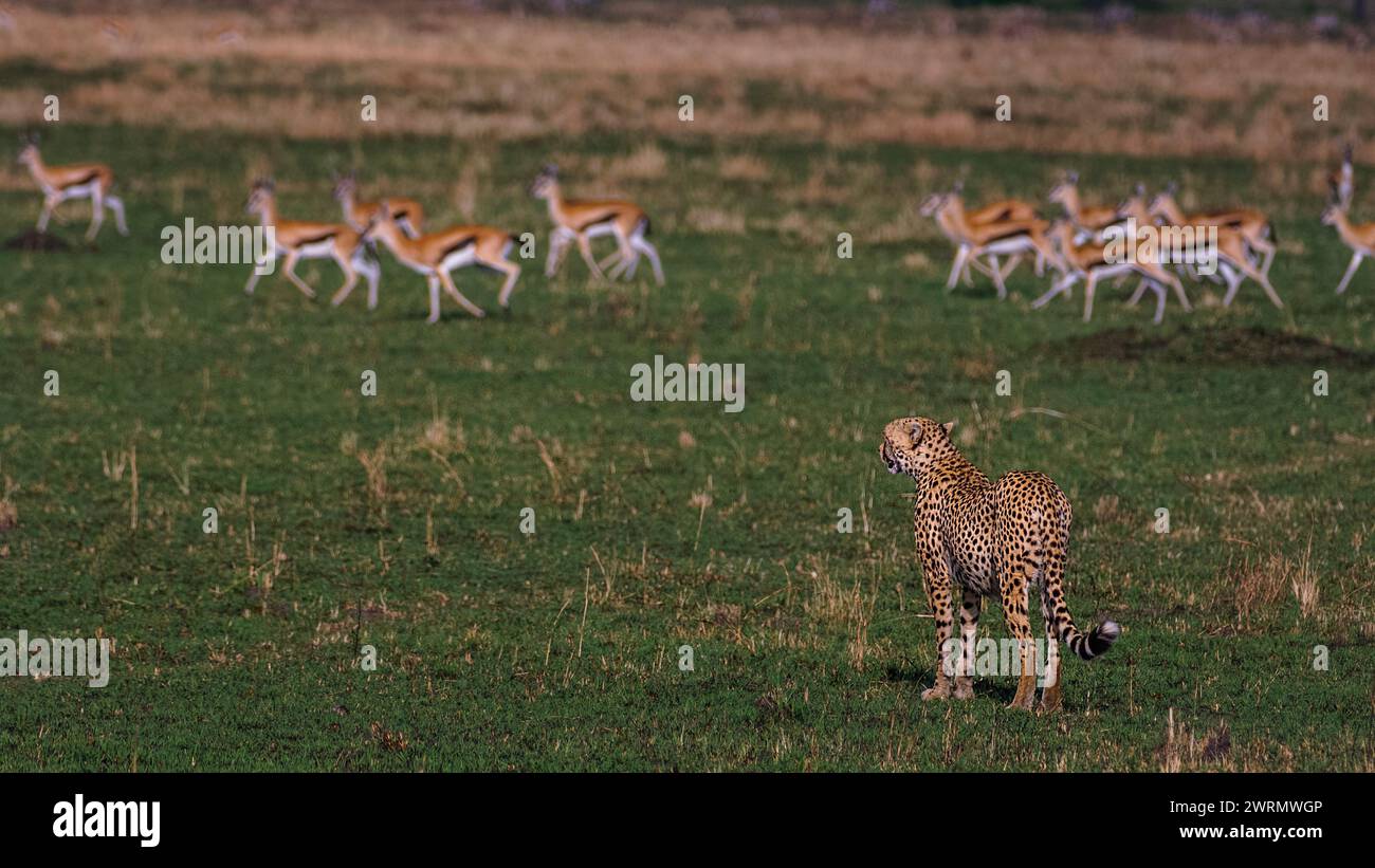 Cheetah looking for prey and spots a herd of Thomson gazella in Maasai Mara, Kenya. Stock Photo
