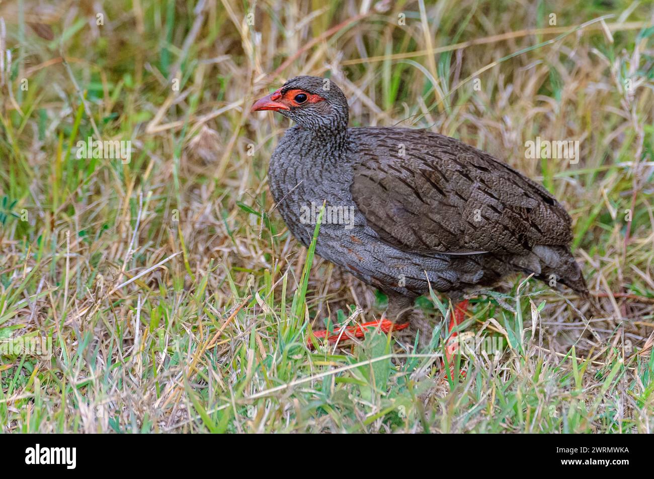 Red-necked spurfowl (Pternistis afer) from Maasai Mara, Kenya. Stock Photo