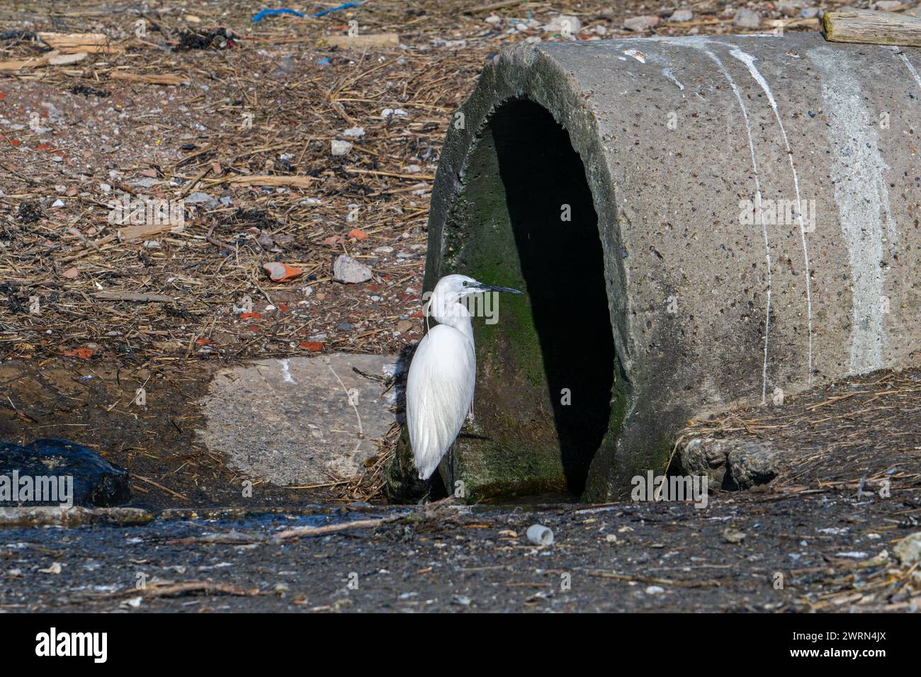 Little egret waiting at drainpipe for little fishes, crabs and crustaceans in cooling water of the Borssele Nuclear Power Station, the Netherlands Stock Photo