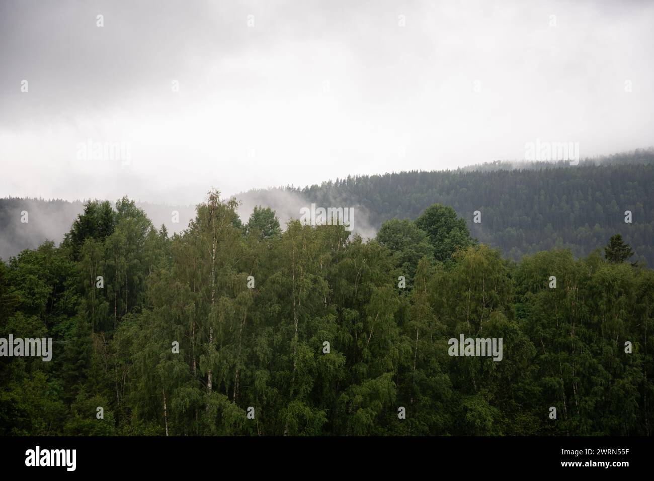 Green trees with Norwegian mountain fjords in the background covered in white mist on a wet autumn day. Stock Photo