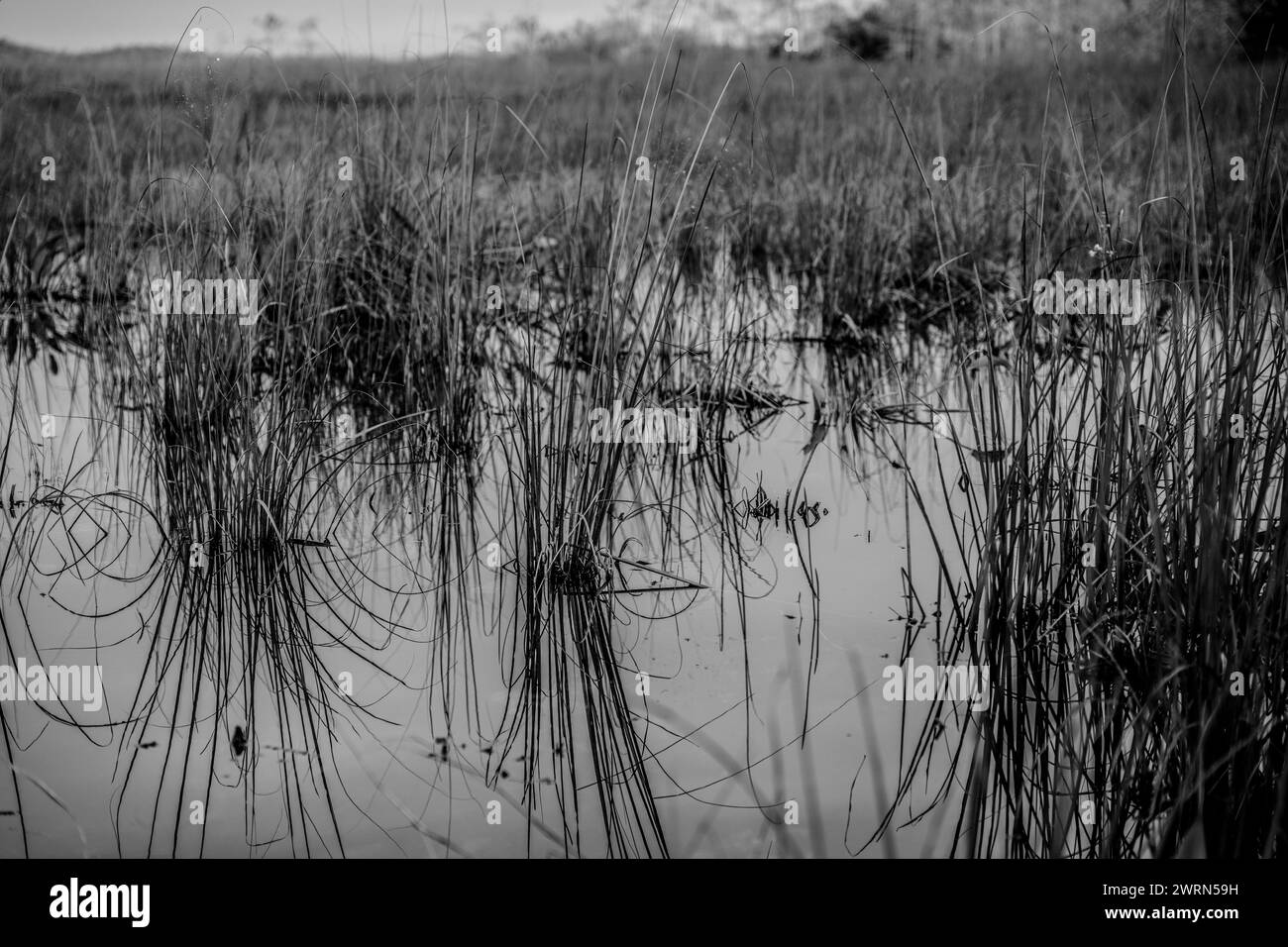 low level view along the water surface of wetland swamp in the