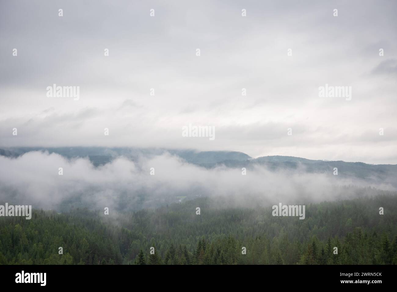 panoramic view of misty forest. far horizon Stock Photo - Alamy