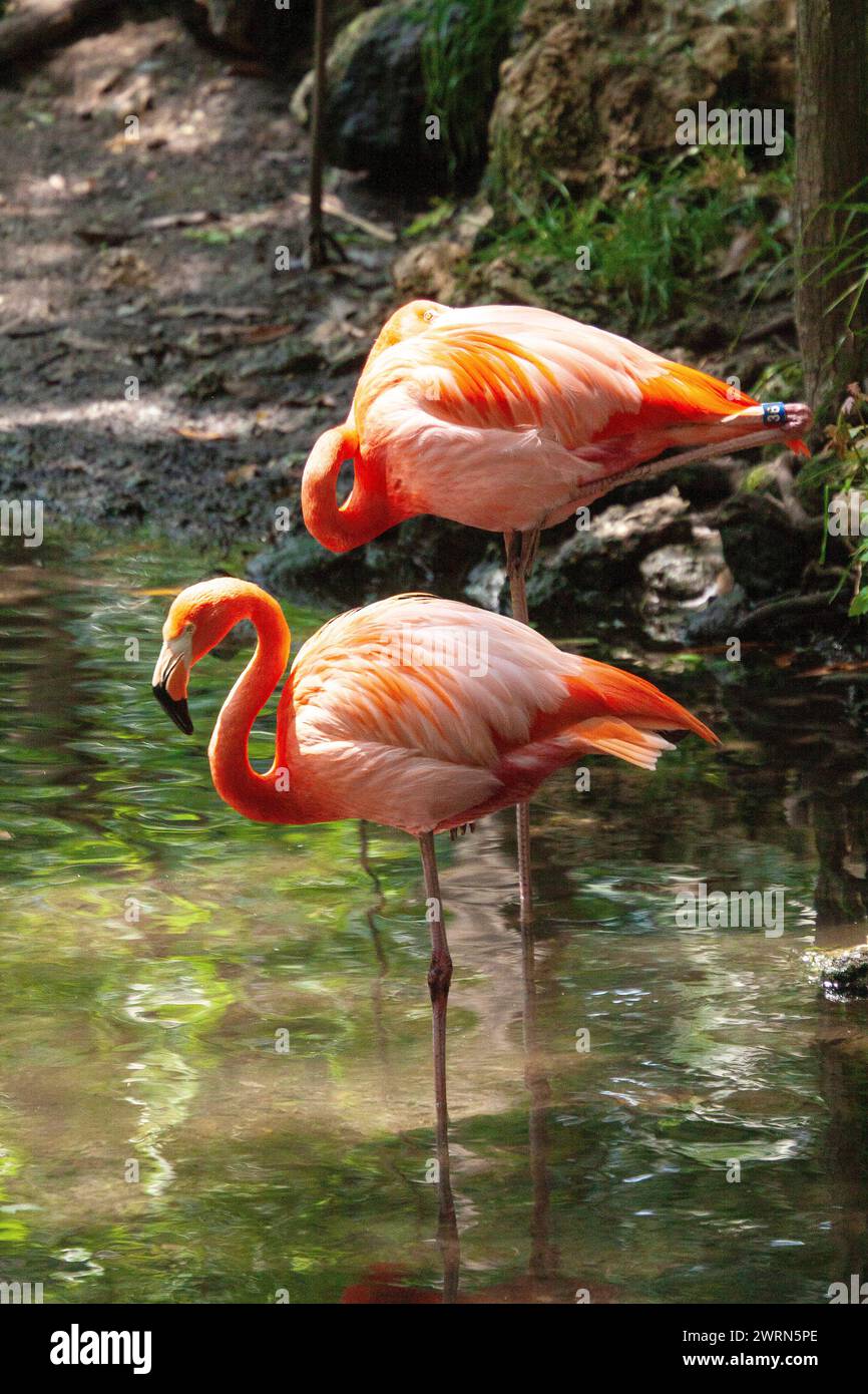 American flamingoes stand in a stream at the Ellie Schiller Homosassa Springs Wildlife State Park in Homosassa Springs, Florida. Stock Photo