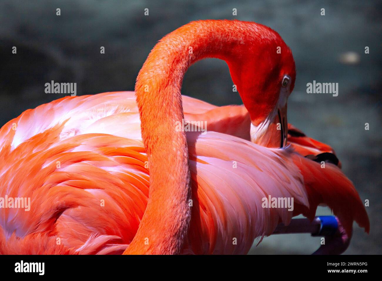 A flame-colored American flamingo preens at the Ellie Schiller Homosassa Springs Wildlife State Park in Homosassa Springs, Florida. Stock Photo