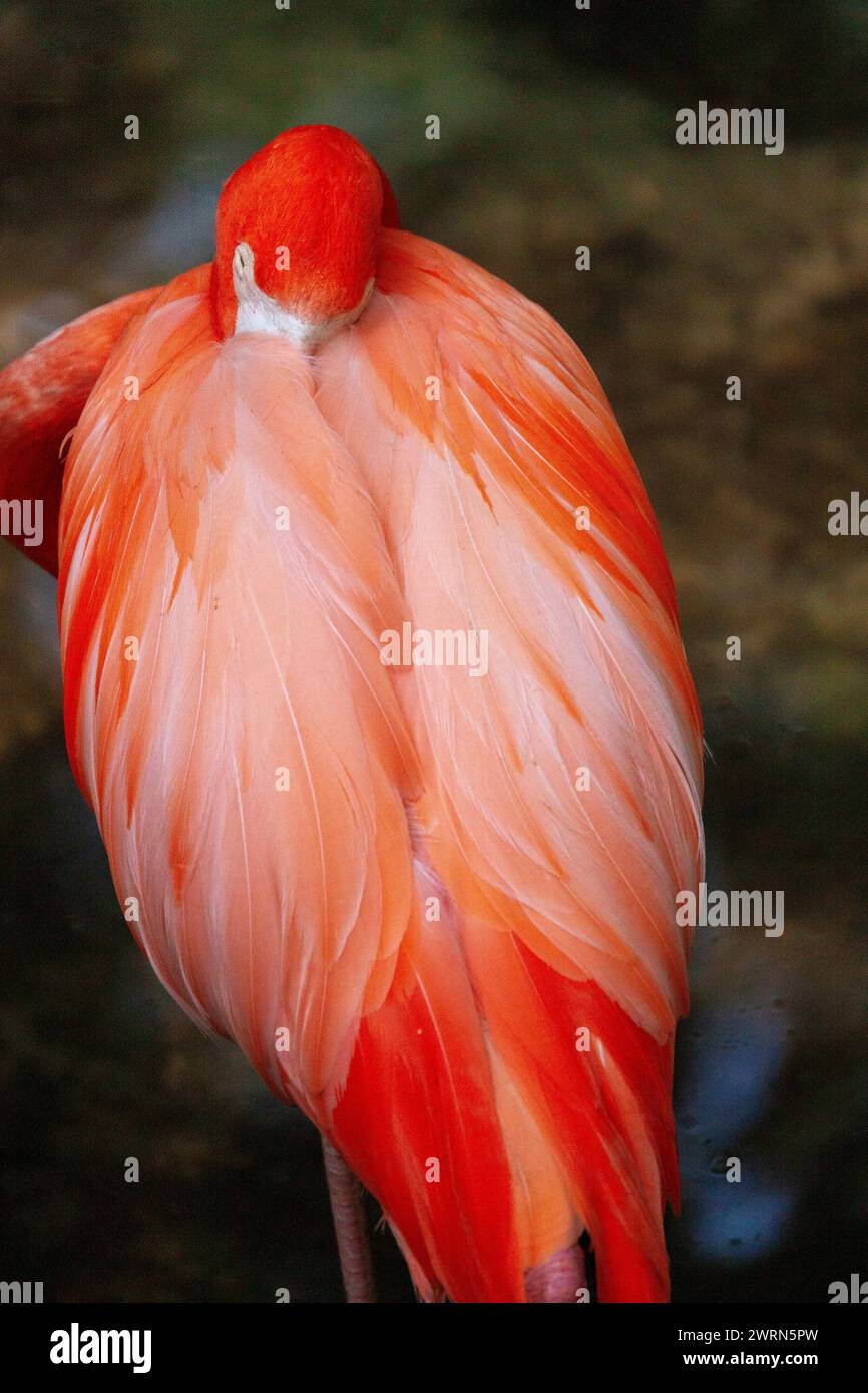 A flame-colored American flamingo preens at the Ellie Schiller Homosassa Springs Wildlife State Park in Homosassa Springs, Florida. Stock Photo