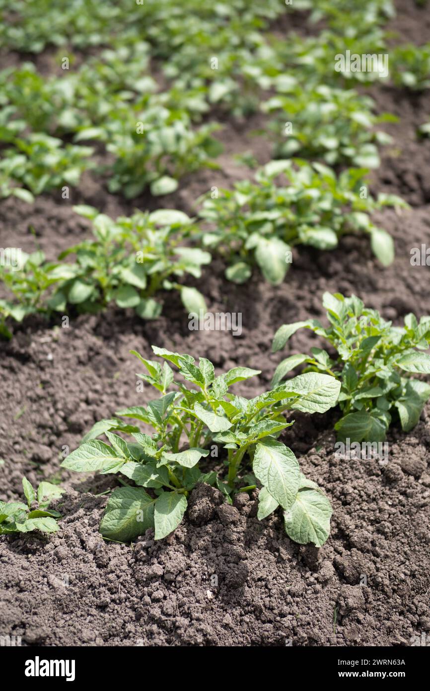 Green young potato plants (Solanum tuberosum) in row growing in garden on brown soil. Close up. Organic farming, healthy food, BIO viands, back to nat Stock Photo