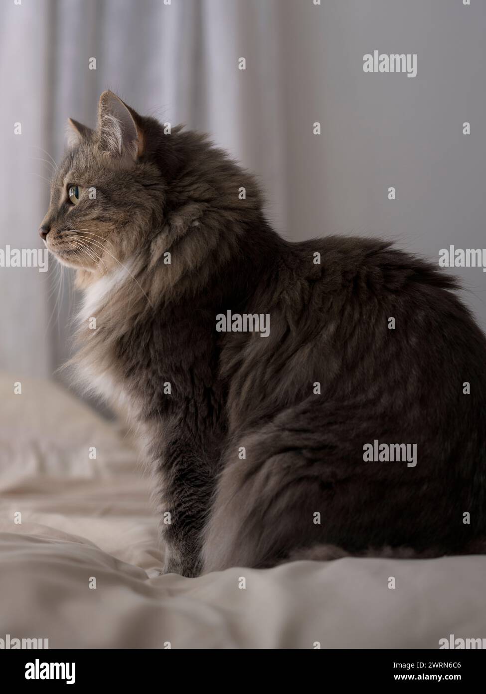 Young gray cat on bed Stock Photo - Alamy