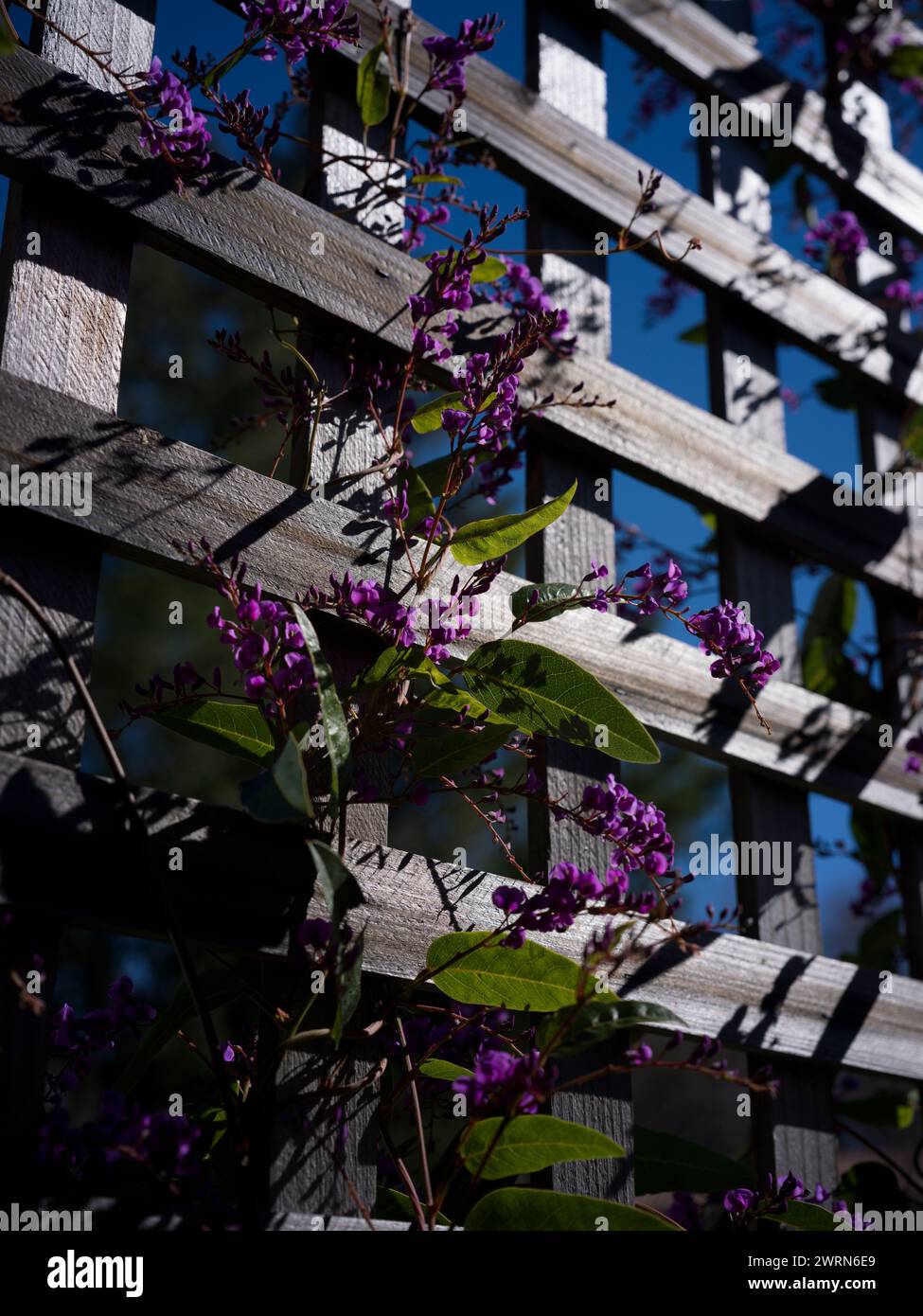 Purple Hardenbergia Violacea Happy Wanderer Vine on lattice Stock Photo
