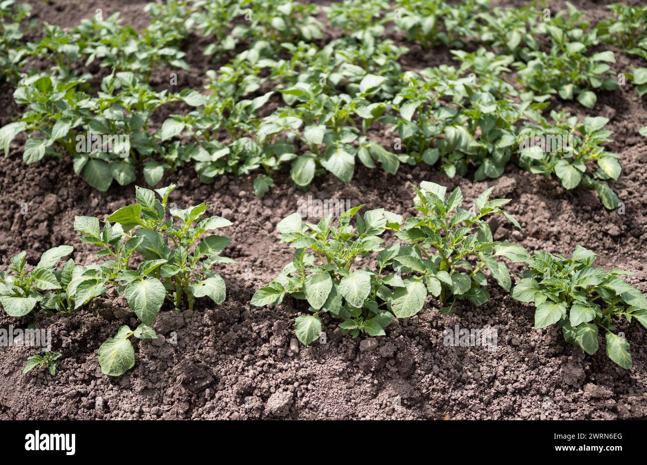 Green young potato plants (Solanum tuberosum) in row growing in garden on brown soil. Close up. Organic farming, healthy food, BIO viands, back to nat Stock Photo