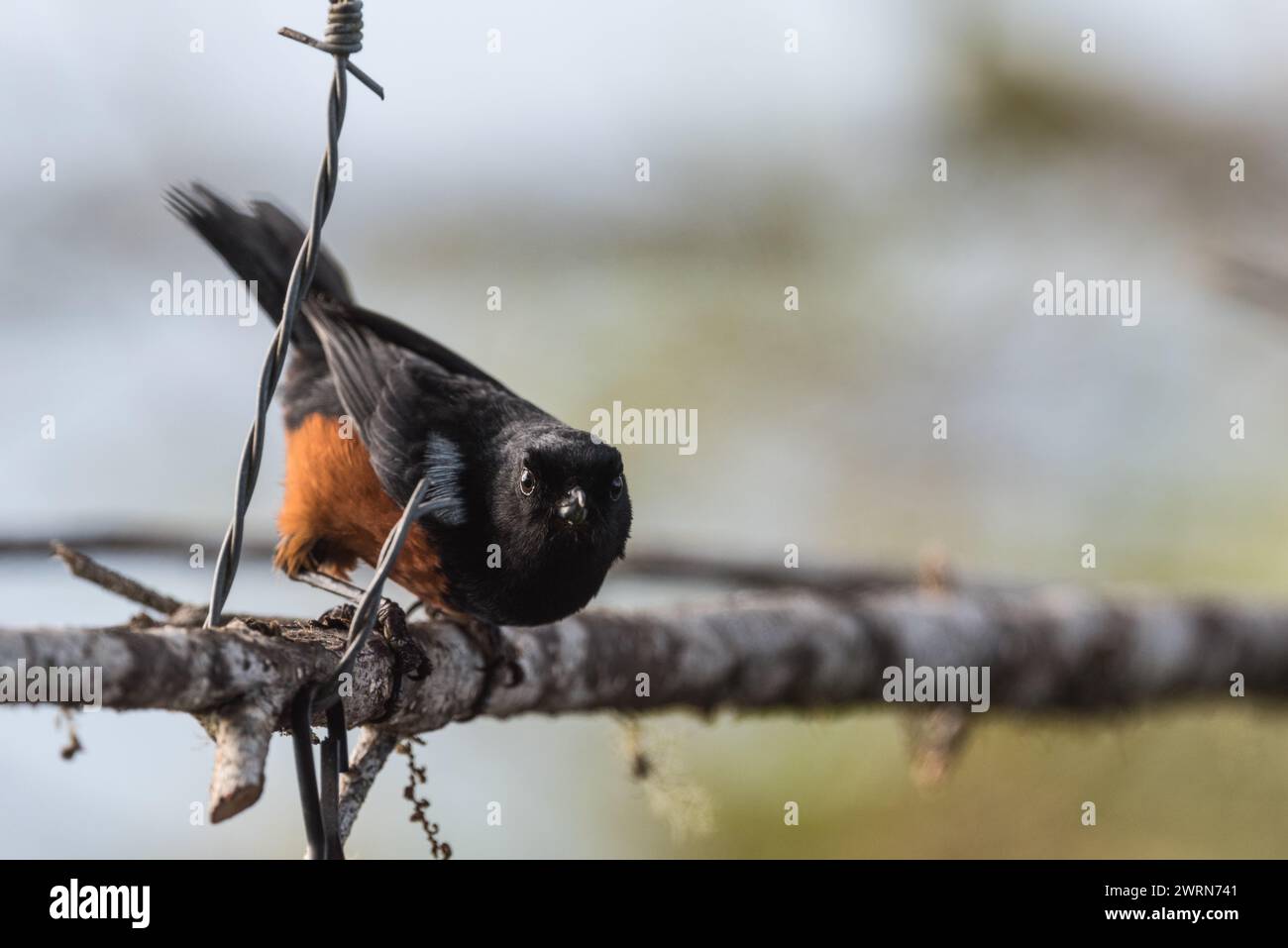 A Colombian endemic, Chestnut-sided Flower-piercer (Diglossa gloriosissima) perched on a branch Stock Photo