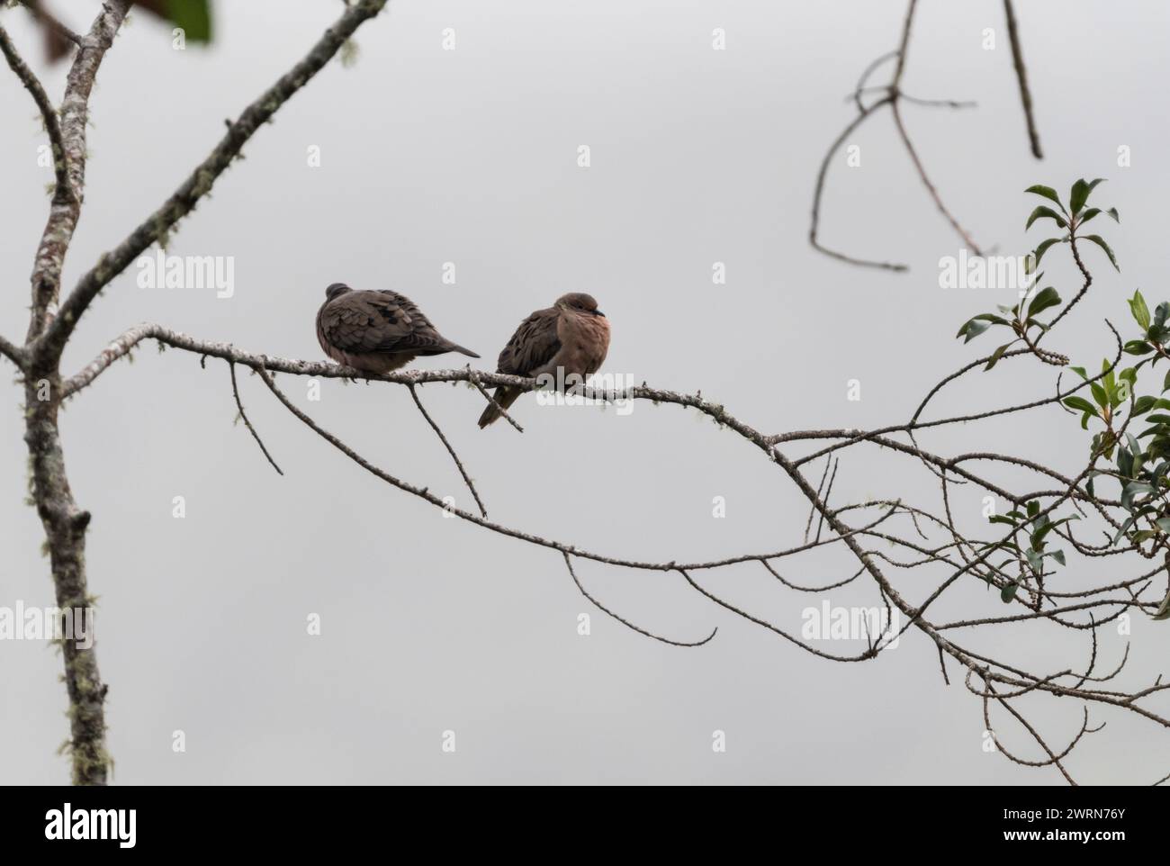 Pair of Eared Doves (Zenaida auriculata) perched in a tree near Jardin, Colombia Stock Photo