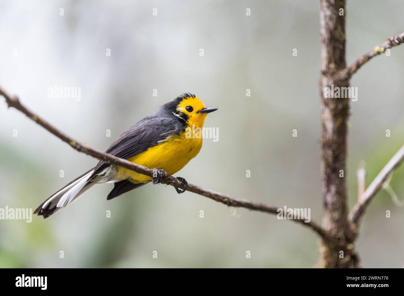 Perched Golden-fronted Whitestart (Myioborus ornatus), a lovely bird, in Colombia Stock Photo
