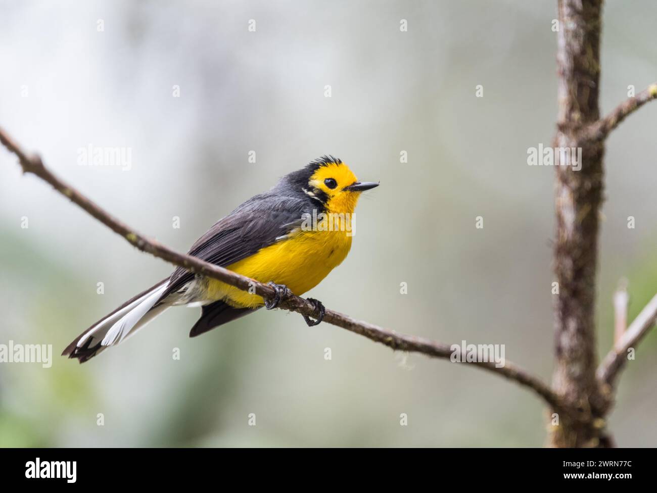 Perched Golden-fronted Whitestart (Myioborus ornatus), a lovely bird ...