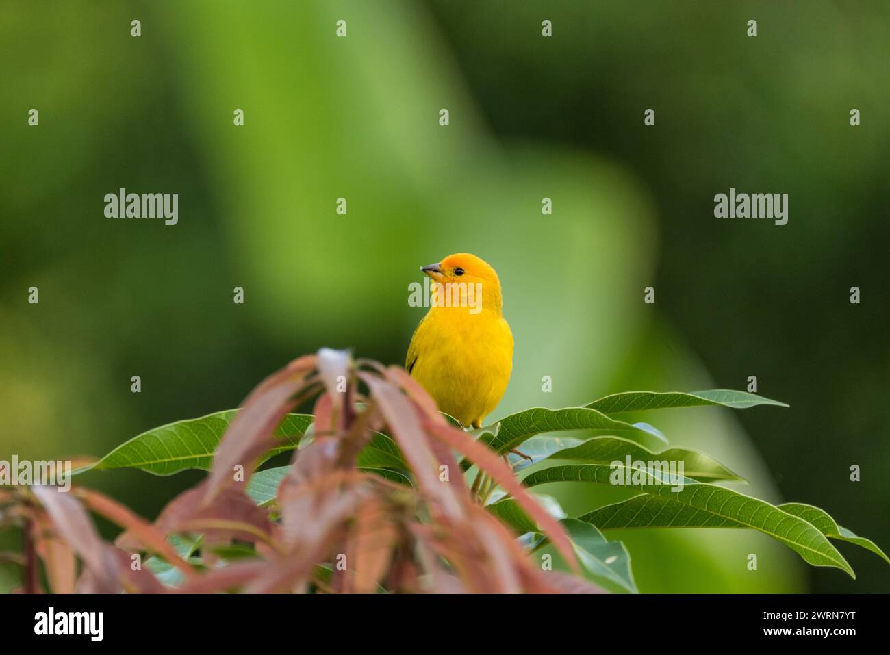 Perched Saffron Finch (Sicalis flaveola), a Tanager, in Colombia Stock Photo