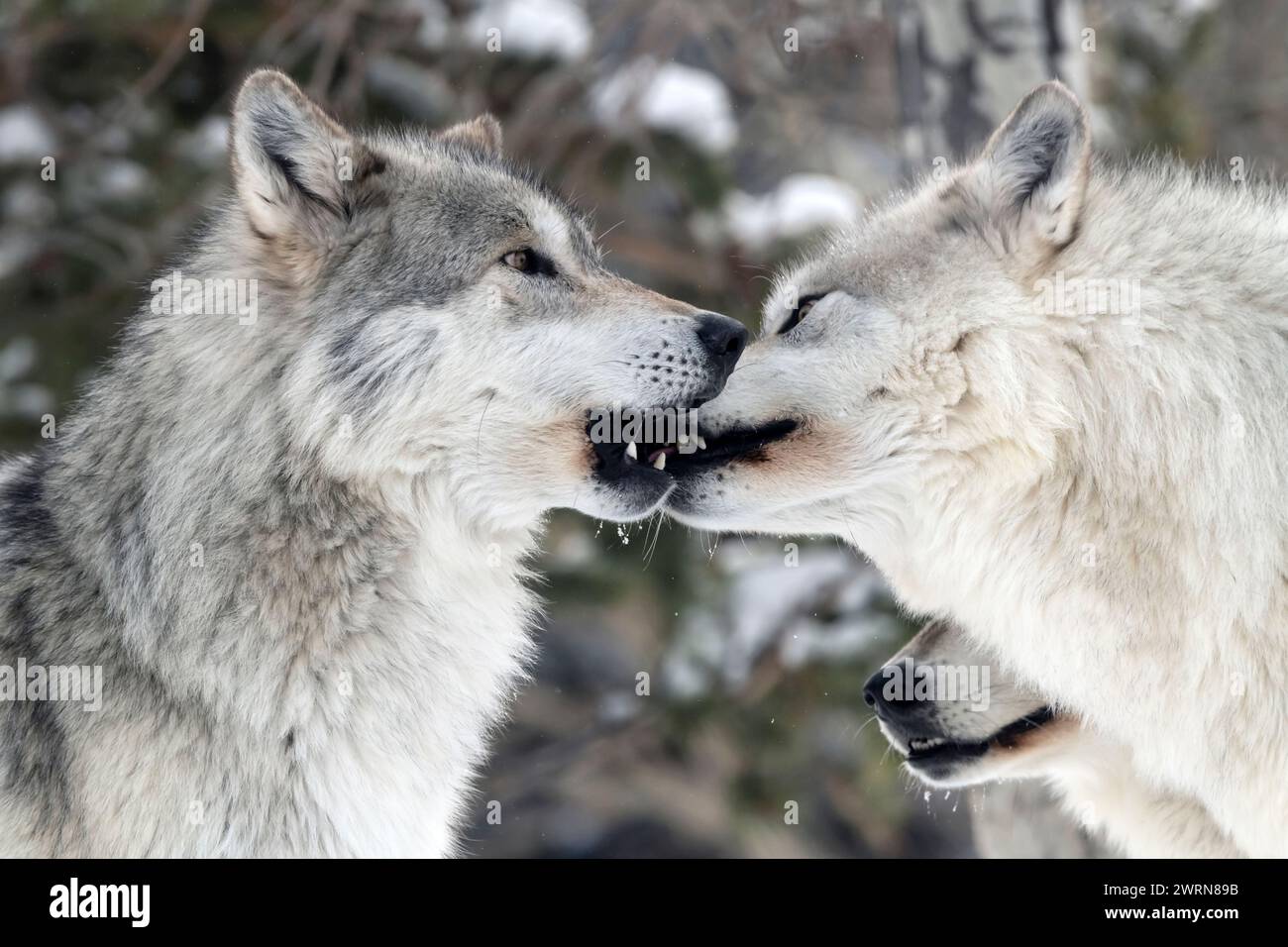 North America; United States; Montana; Wildlife; Predators; Canine ...