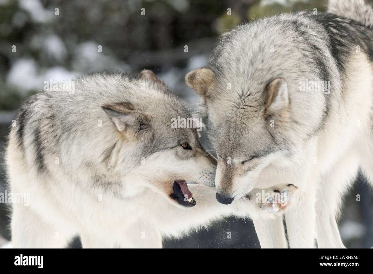 Wolf Submitting Submissive wolf l and dominant wolf r both males hi-res stock ...