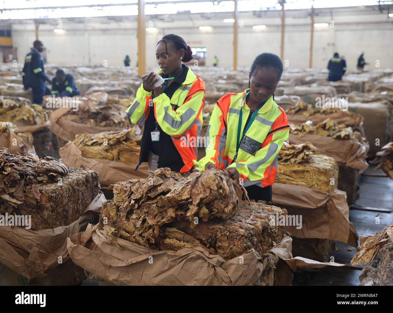 zimbabwe tobacco production 2024 Nears Record Inside the 'Bondage' of Zimbabwe's