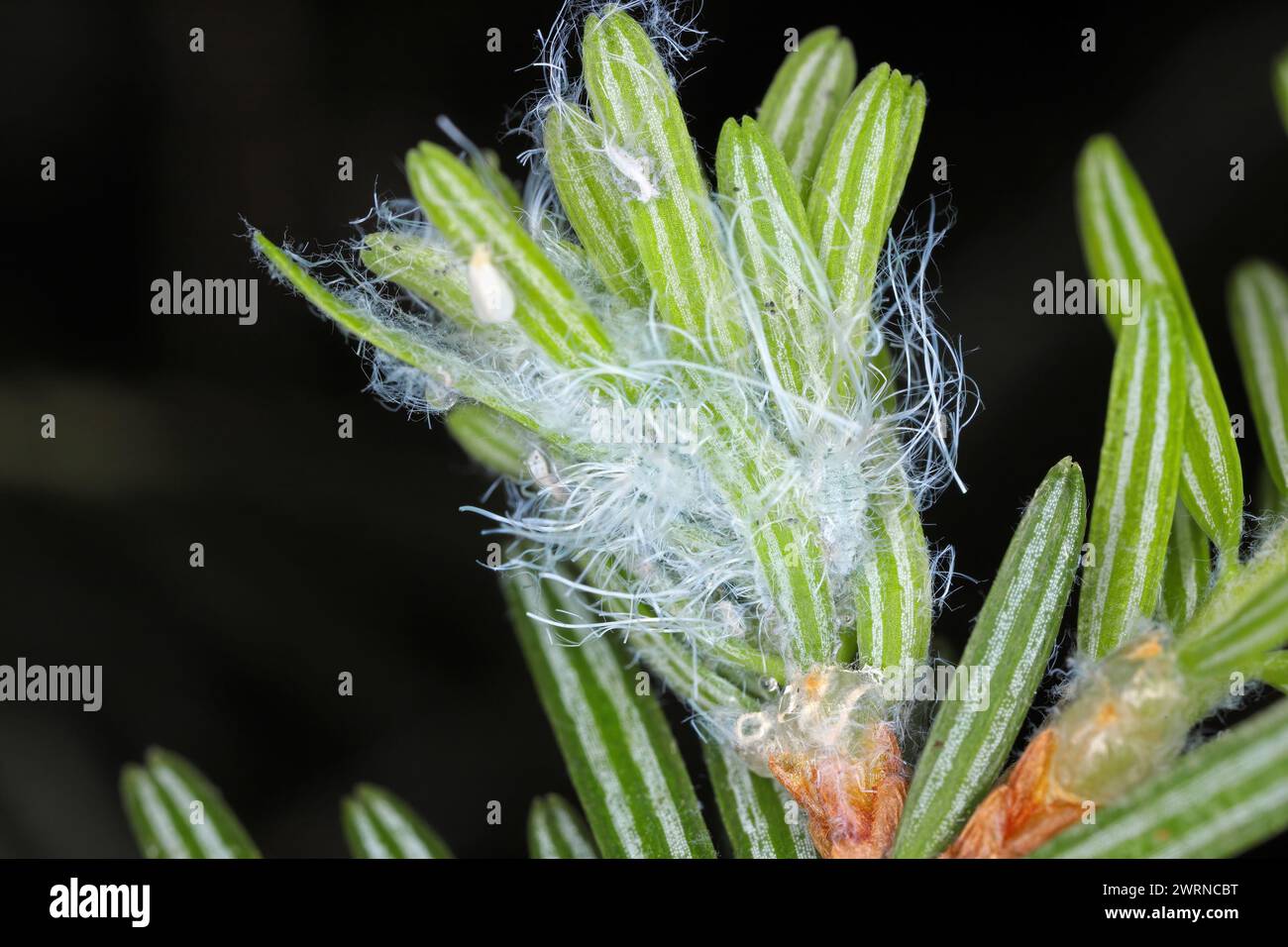 Balsam twig aphid or Silver fir aphids (Mindarus abietinus) feeding on cause damage twisted and curled needles on fir (Abies spp.) Stock Photo