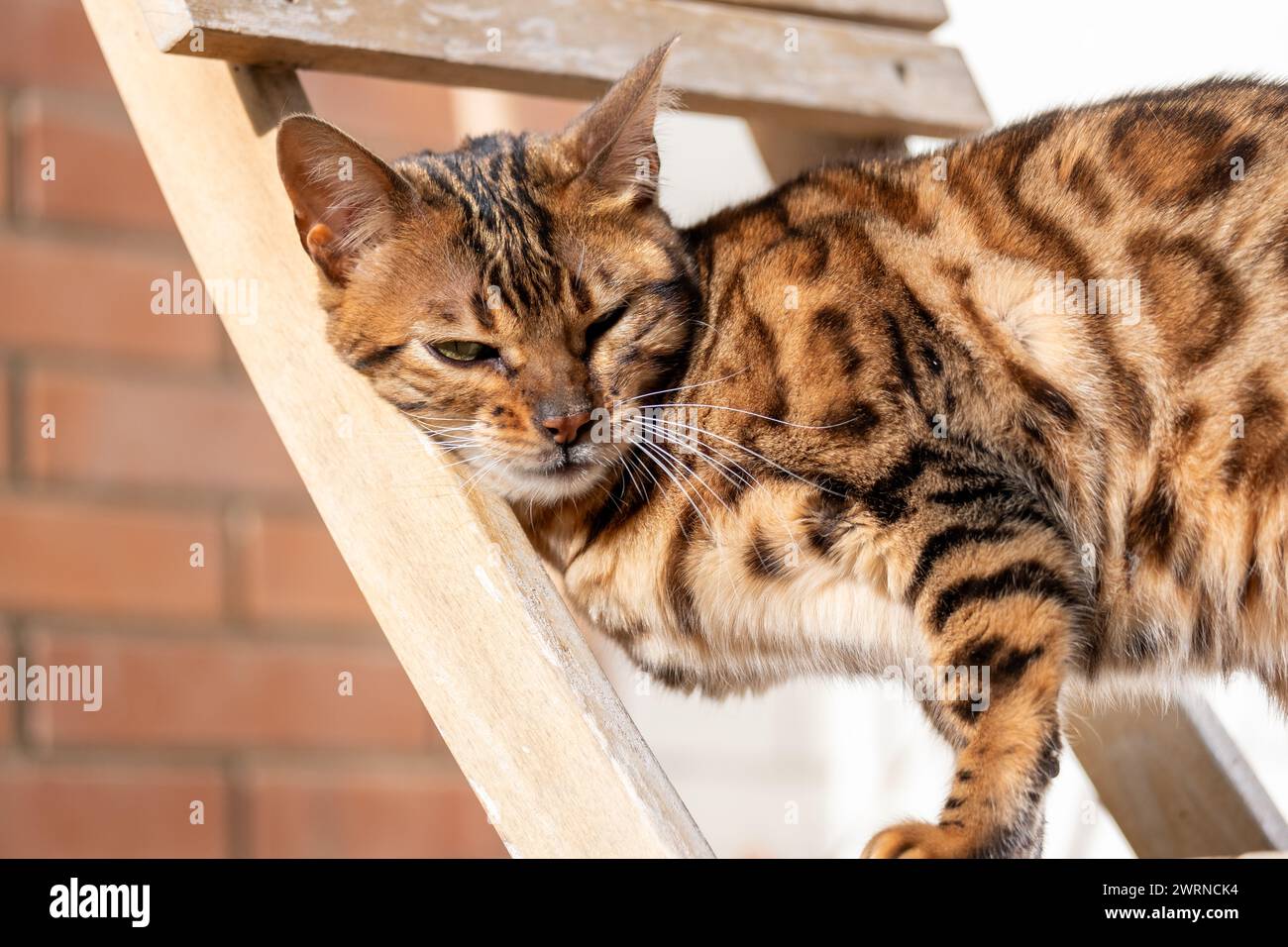 A majestic Bengal cat lounges lazily on a wooden structure, patterned coat gleaming in the sunlight, evoking a sense of casual luxury and the indulgen Stock Photo